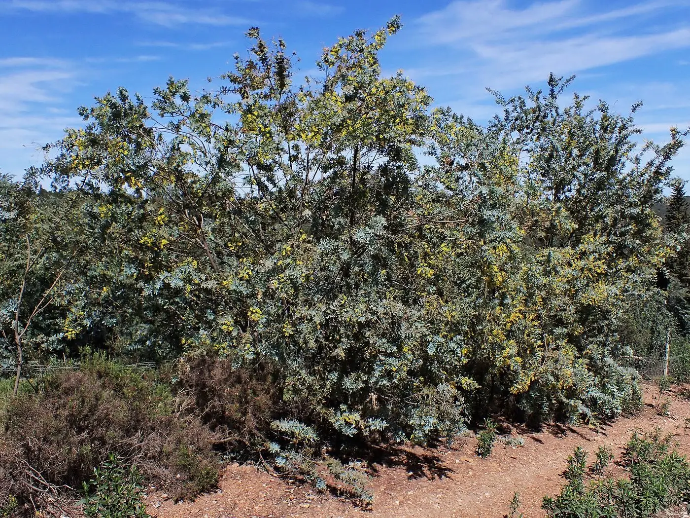 Acacia dealbata kz13