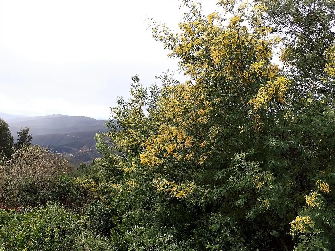 Acacia dealbata kz07