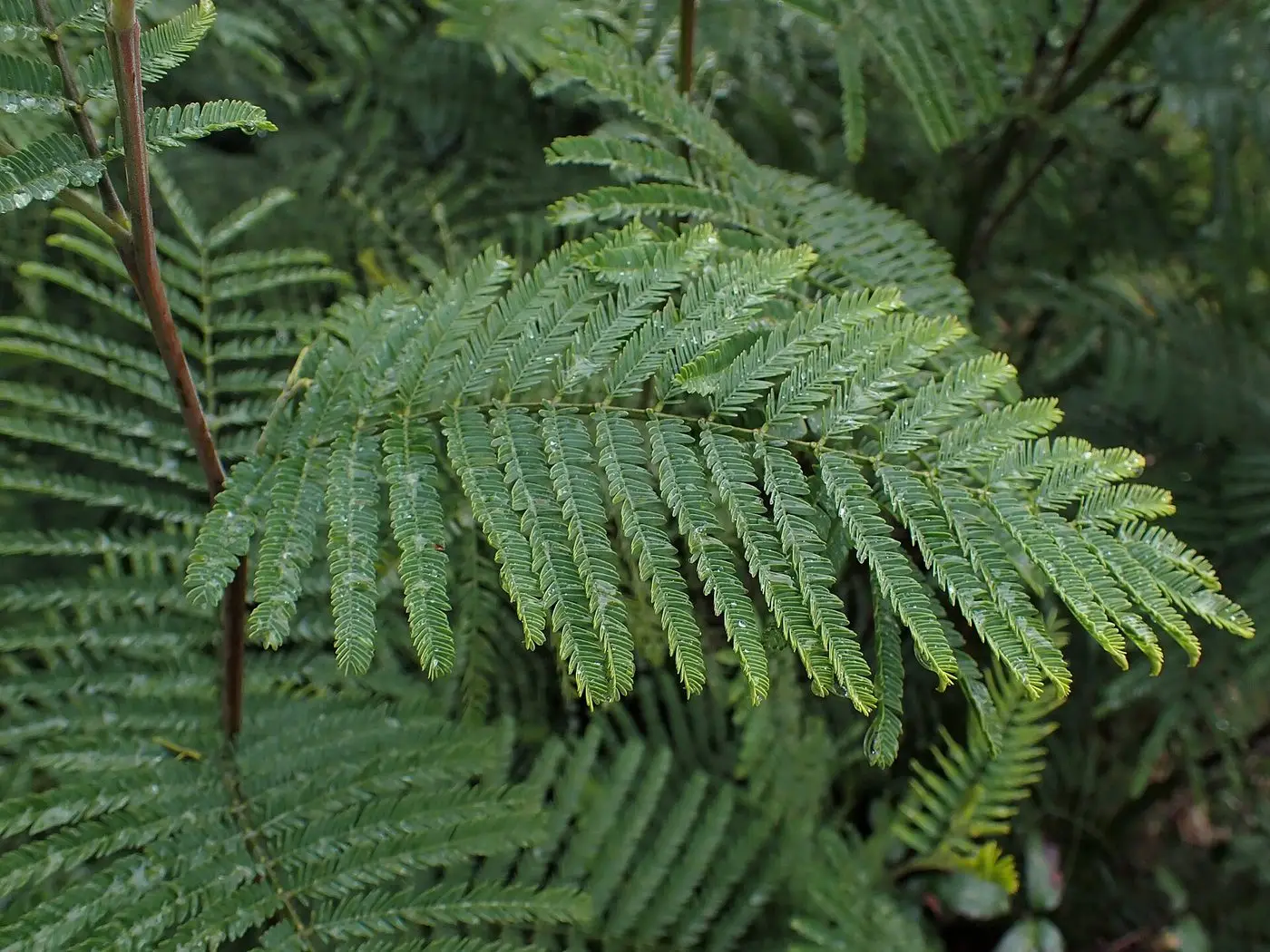 Acacia dealbata kz09