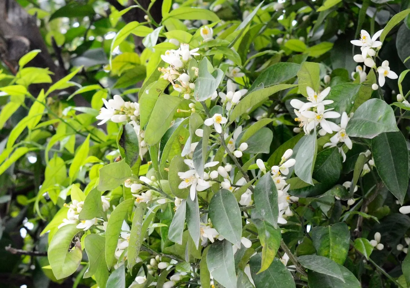 Moroccan Neroli Oil — reference photograph