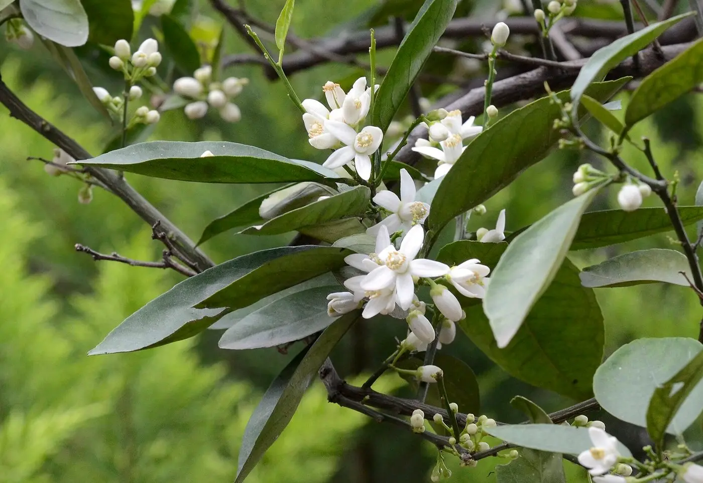 Turunç - Citrus aurantium 01