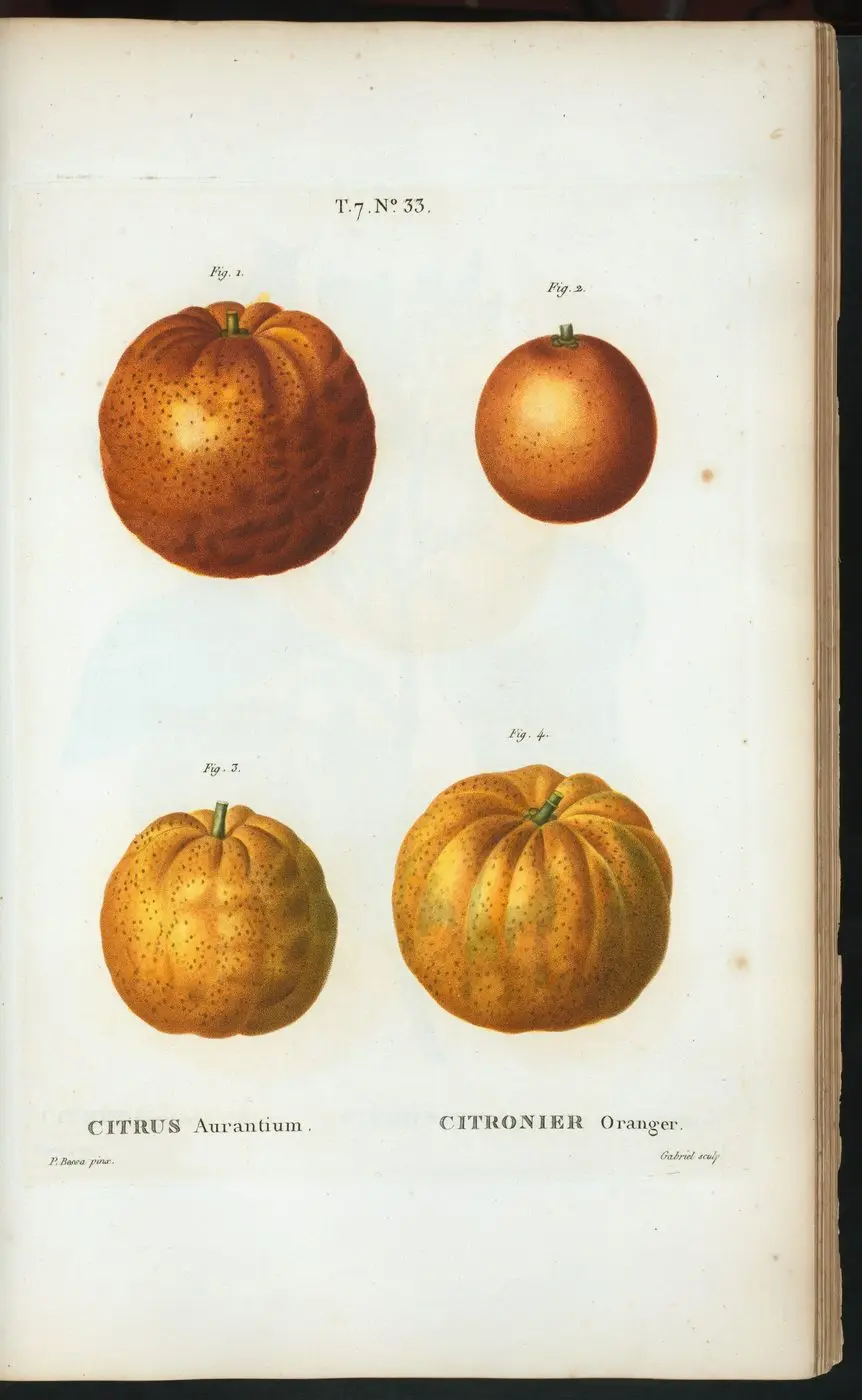 Citrus aurantium - Citronier oranger. (Bitter orange) (NYPL b14485031-1110829)
