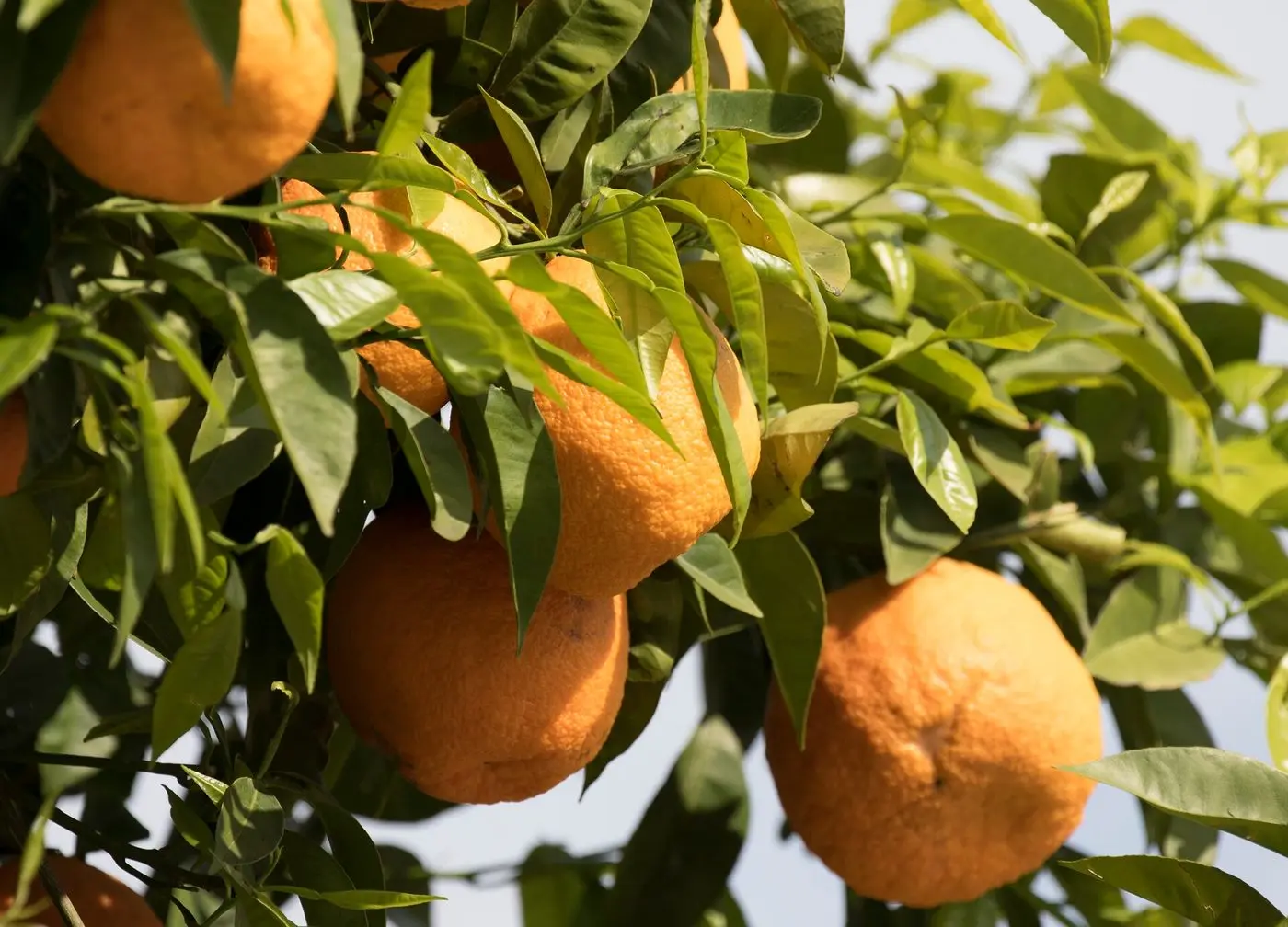 Bitter orange - Citrus × aurantium 01