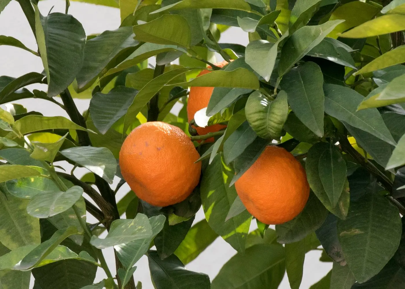 Citrus aurantium - Bitter orange 02