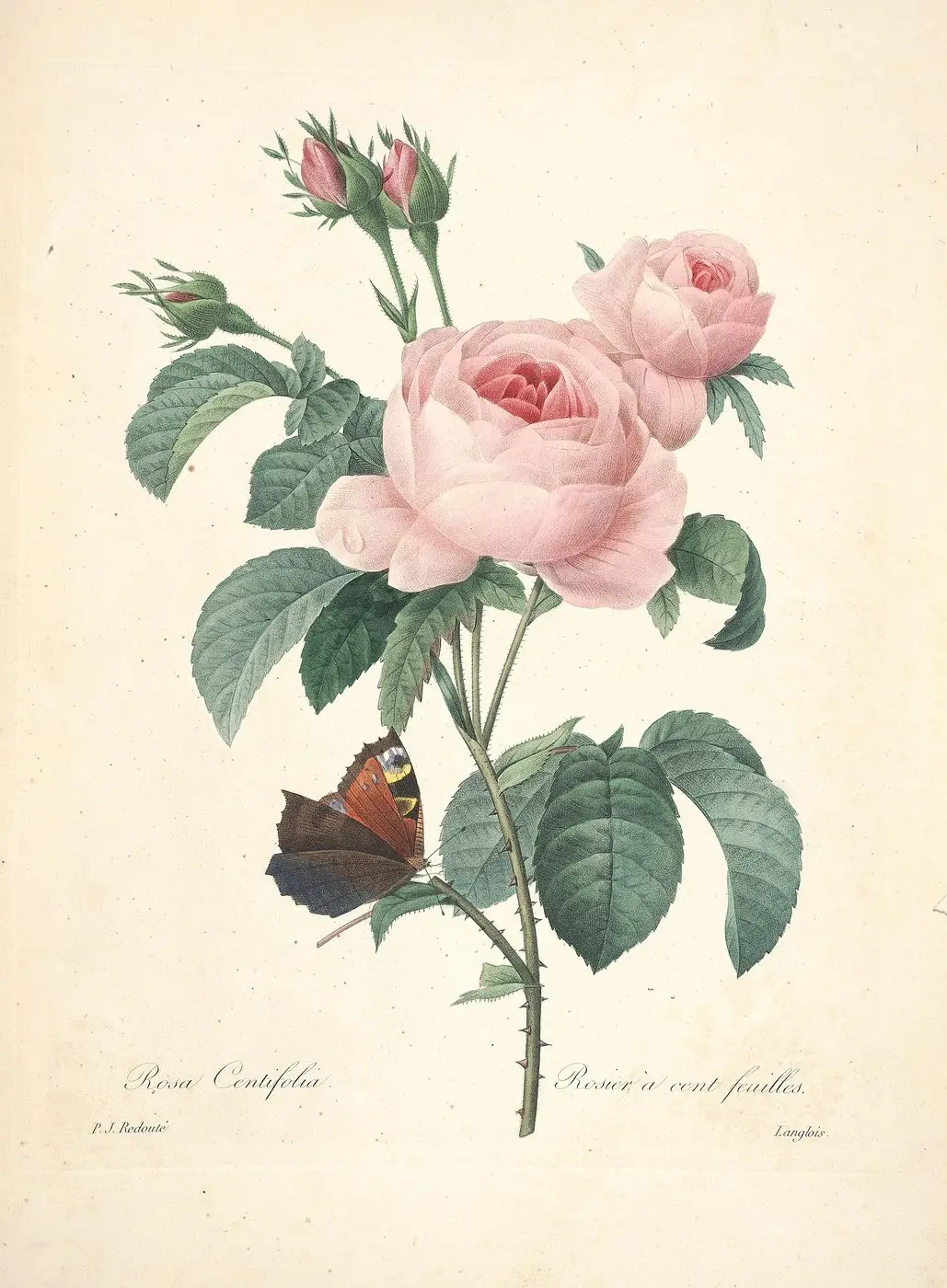 Moroccan Rose Absolute — reference photograph