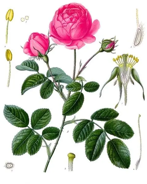 Rosa centifolia - Köhler–s Medizinal-Pflanzen-122