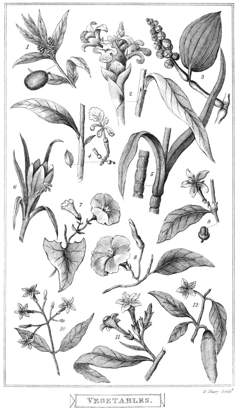 Plate I (Frontispiece).

1. Olive, as Olea Europea (accepted spelling O. europaea)
2. Ginger plant, as Amomum zingiber (modern Zingiber officinale)
3. Black pepper, Piper nigrum
4. Cardamom plant, Ele