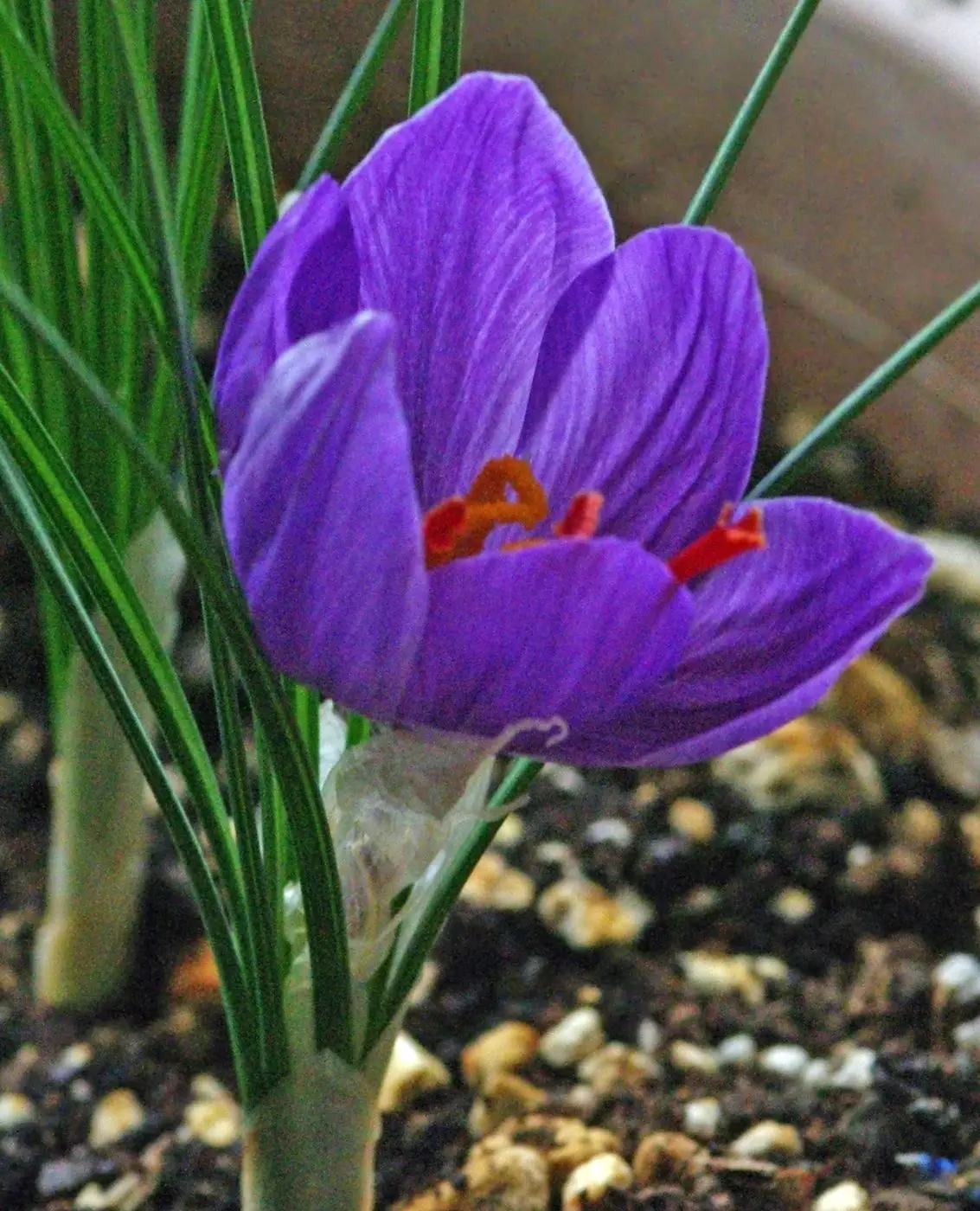 Crocus sativus - Saffron crocus - Safran 01