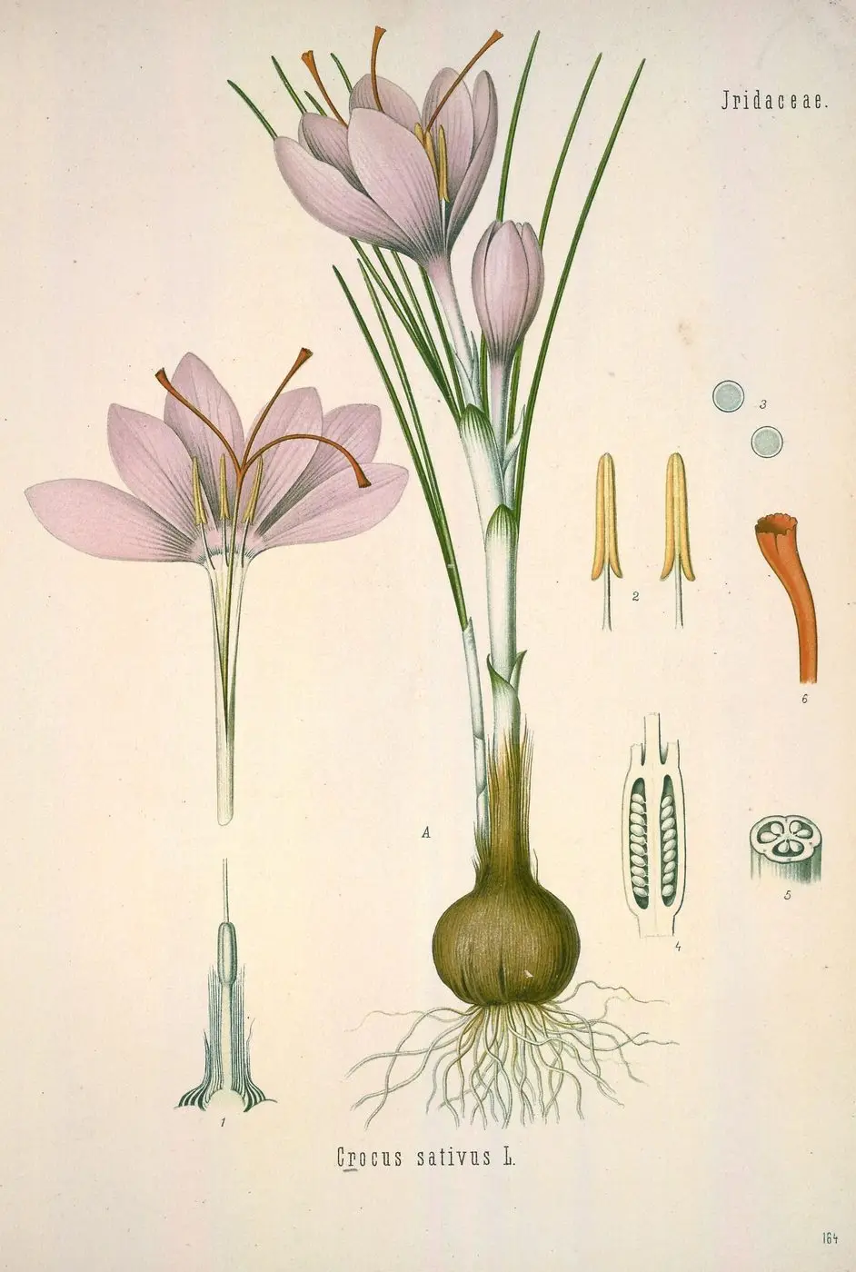 Köhler's Medizinal-Pflanzen in naturgetreuen Abbildungen mit kurz erläuterndem Texte (Plate 164) (8231748099)