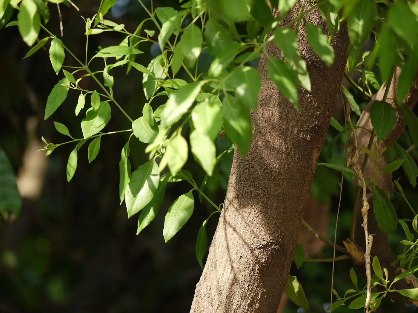 Santalum album (4666301571)