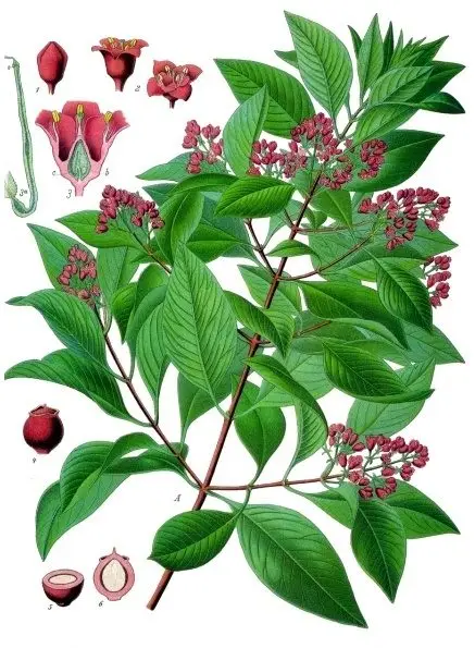 Santalum album - Köhler–s Medizinal-Pflanzen-128