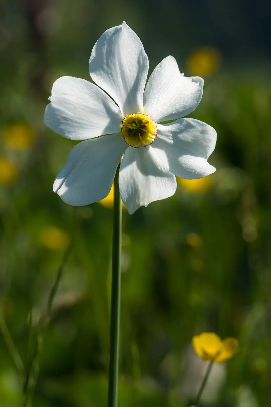 Narcissus Absolute — reference photograph