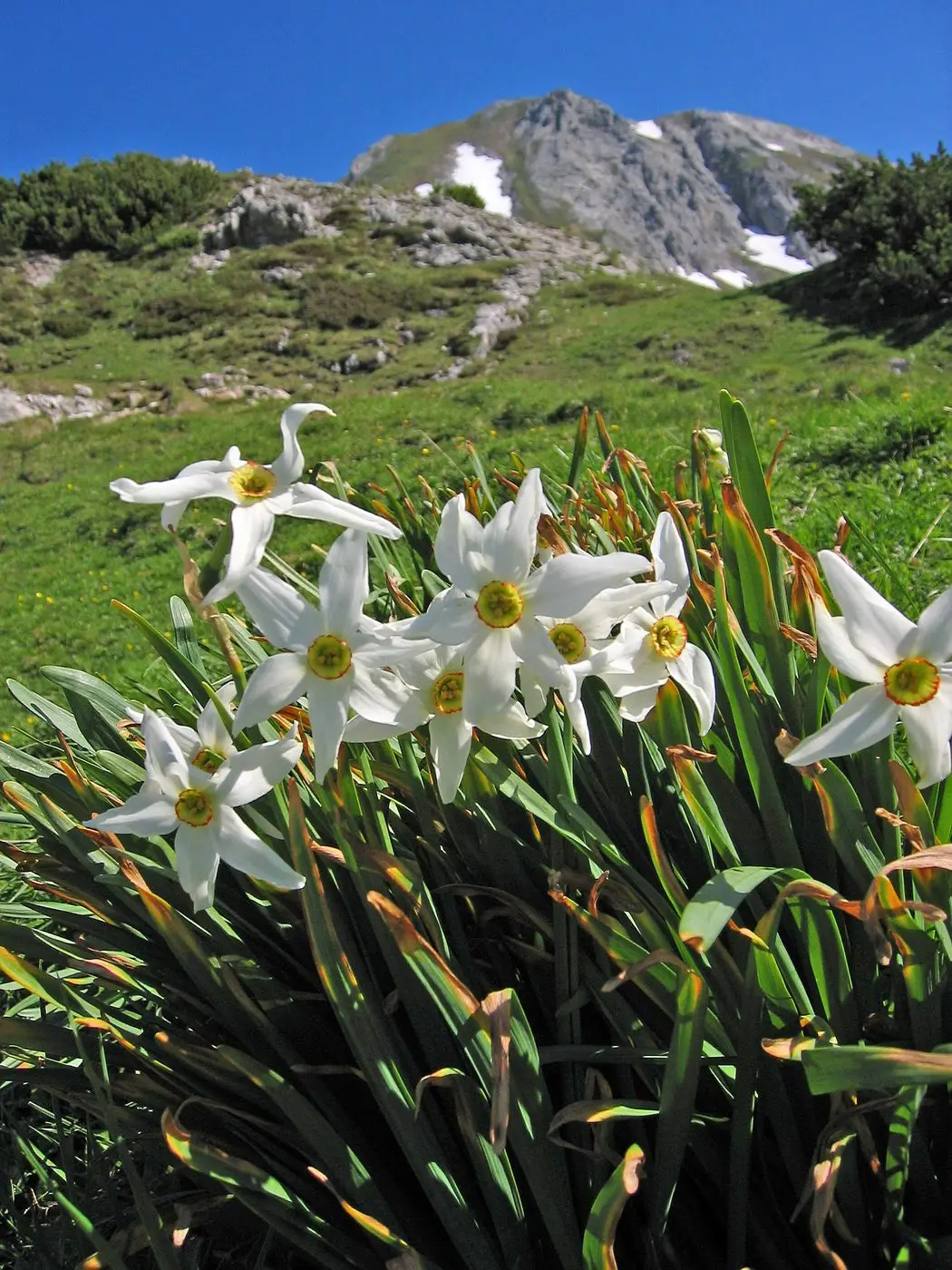 Narcissus poeticus subsp. radiiflorus.1658