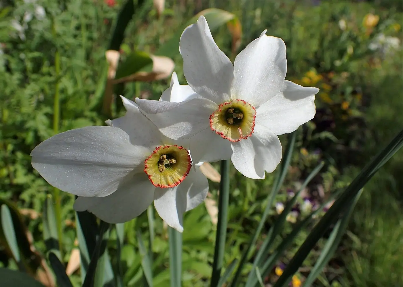 Narcissus poeticus 'Recurvus' kz01