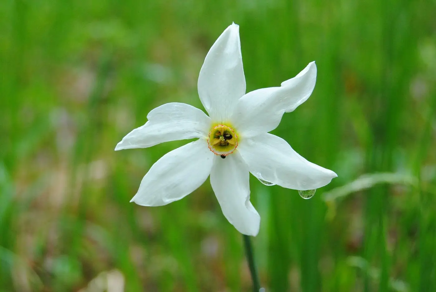 Narcisă (Narcissus poeticus) în Poiana Narciselor, județul Brașov