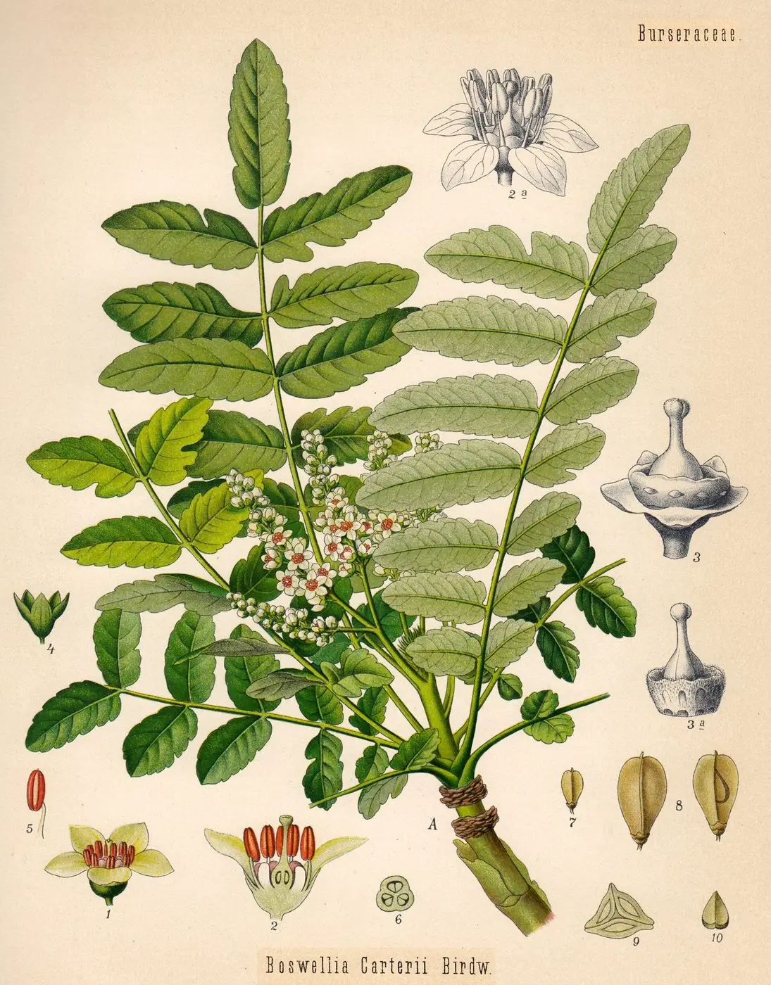 Boswellia sacra