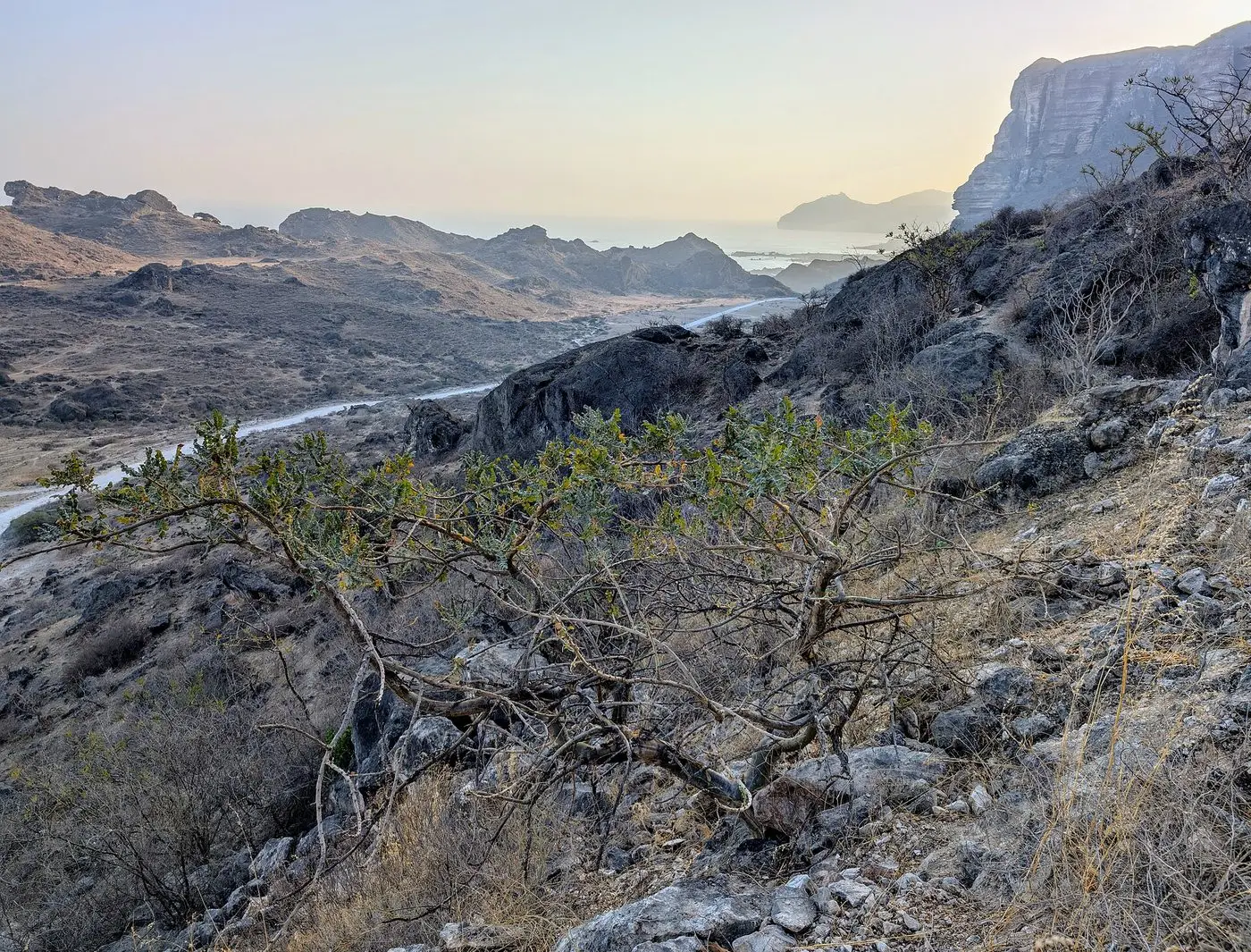 Omani Frankincense Resin — Hojari — reference photograph