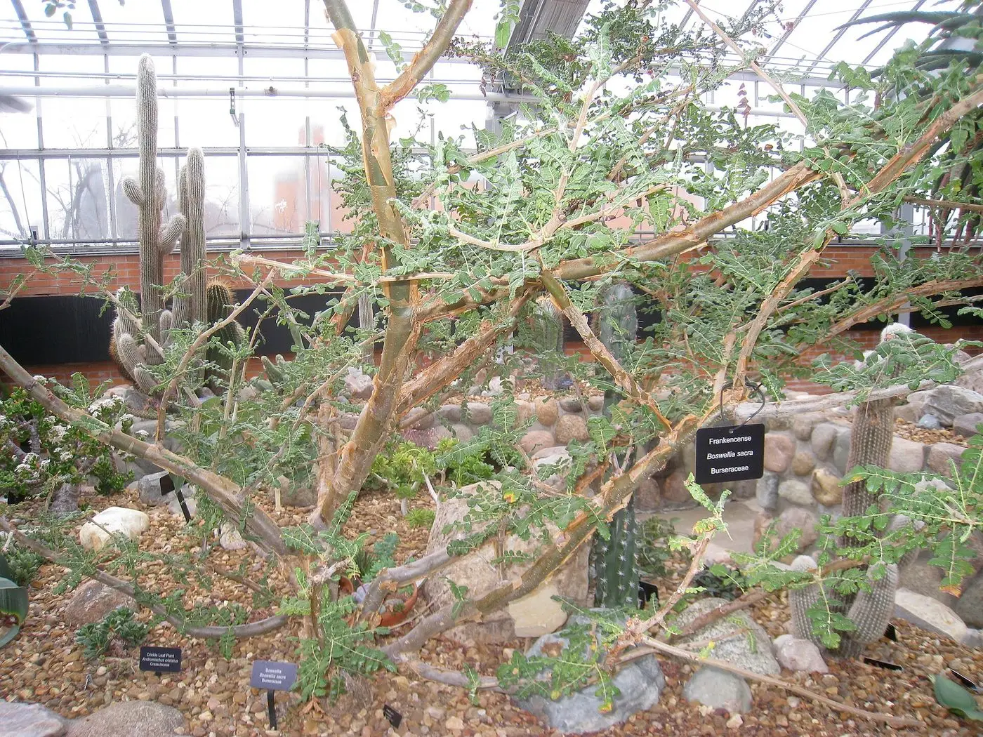 Matthaei Botanical Gardens - IMG 8974