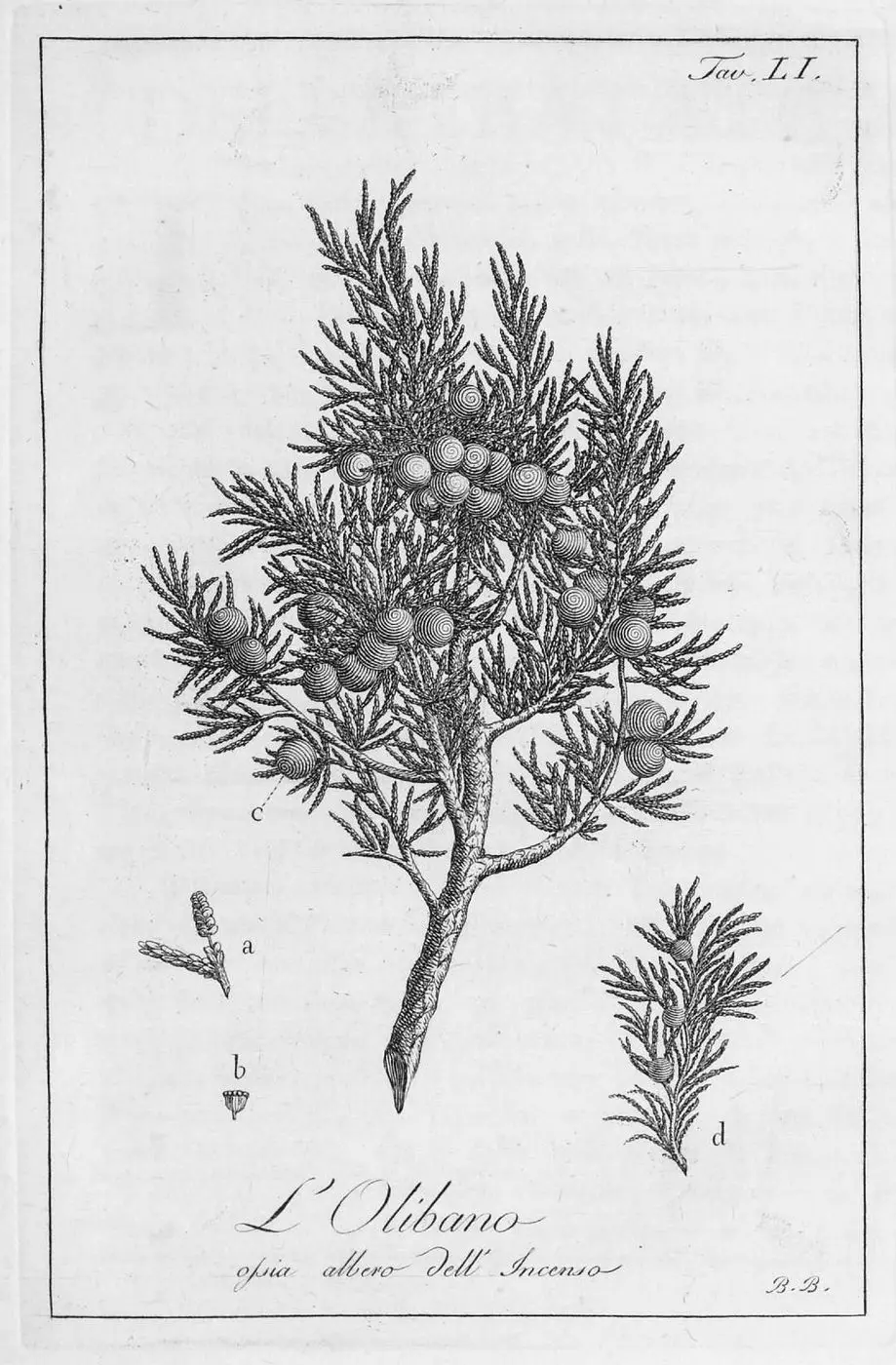 Storia delle piante forastiere le più importanti nell'uso medico, od economico, 1793 - Boswellia sacra - BEIC IE24577591