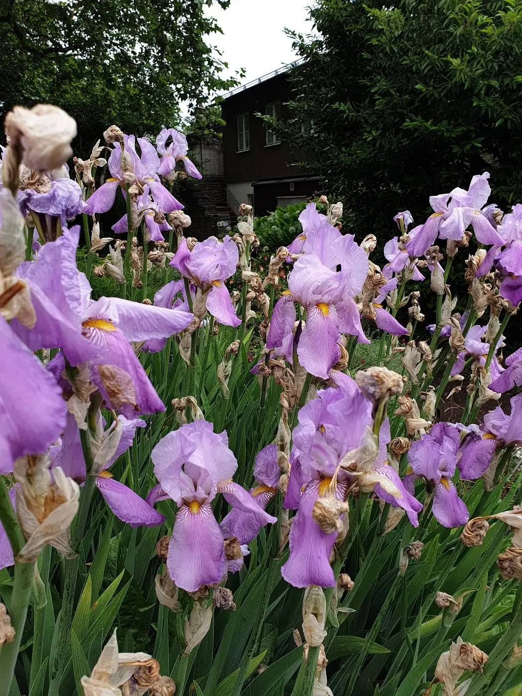 Iris pállida, Visby Botanical Gardens, 2022, 2