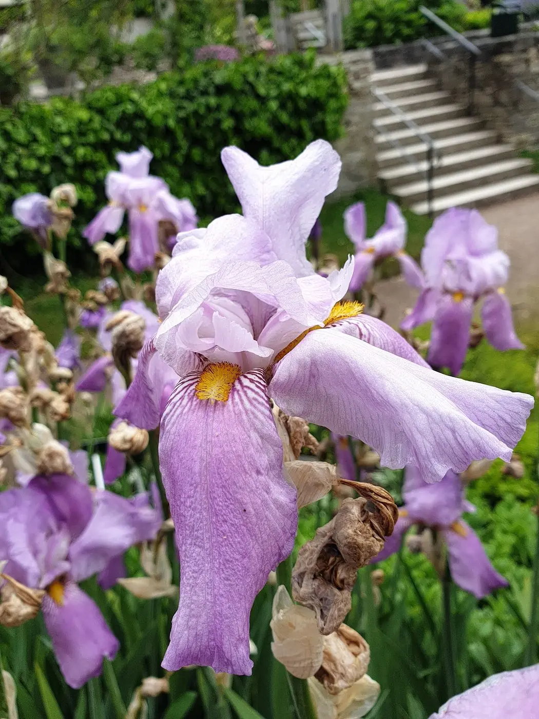 Iris pállida, Visby Botanical Gardens, 2022, 1