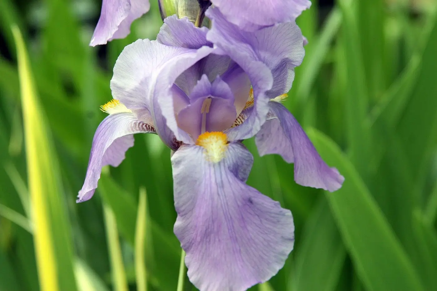 Iris pallida Albo Variegata 3zz