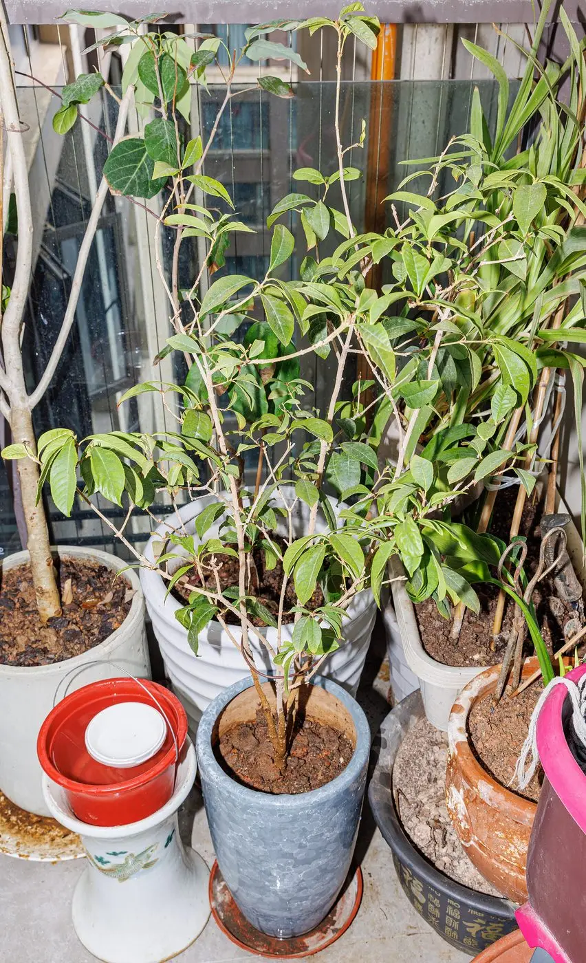 Osmanthus Absolute — reference photograph