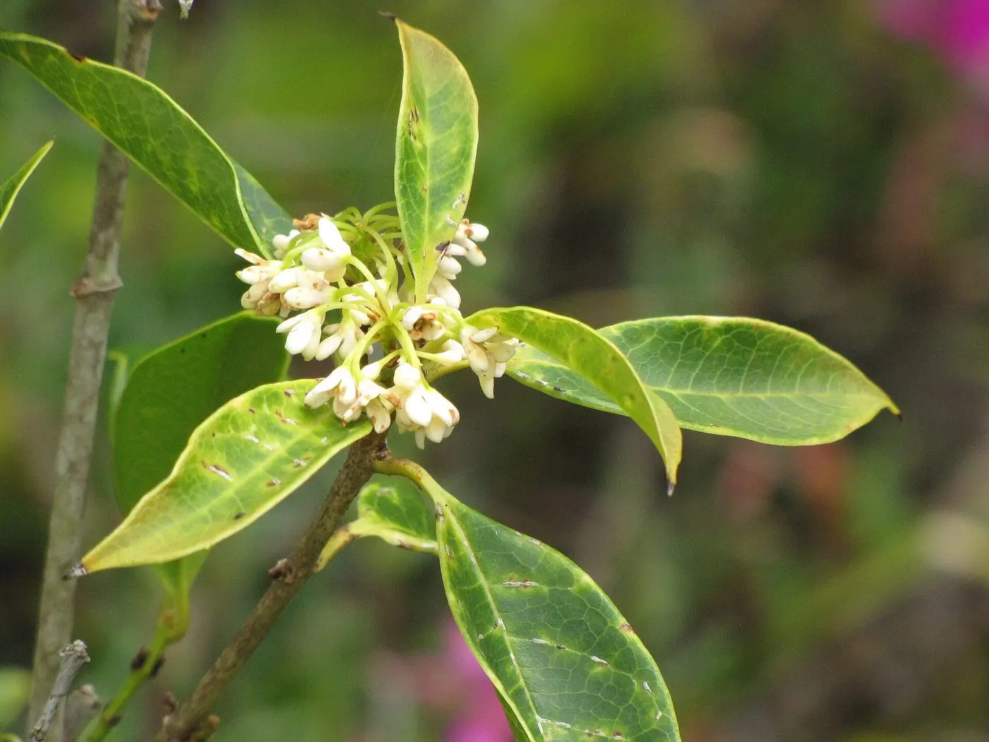 Starr-110307-2611-Osmanthus fragrans-flowers and leaves-Kula Botanical Garden-Maui (24960255852)