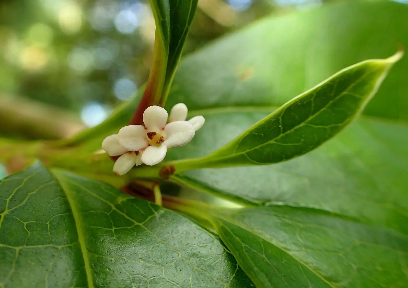 Osmanthus fragrans kz2