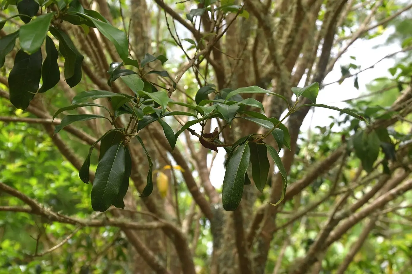 Osmanthus fragrans var. aurantiacus in Auckland Botanic Gardens 02