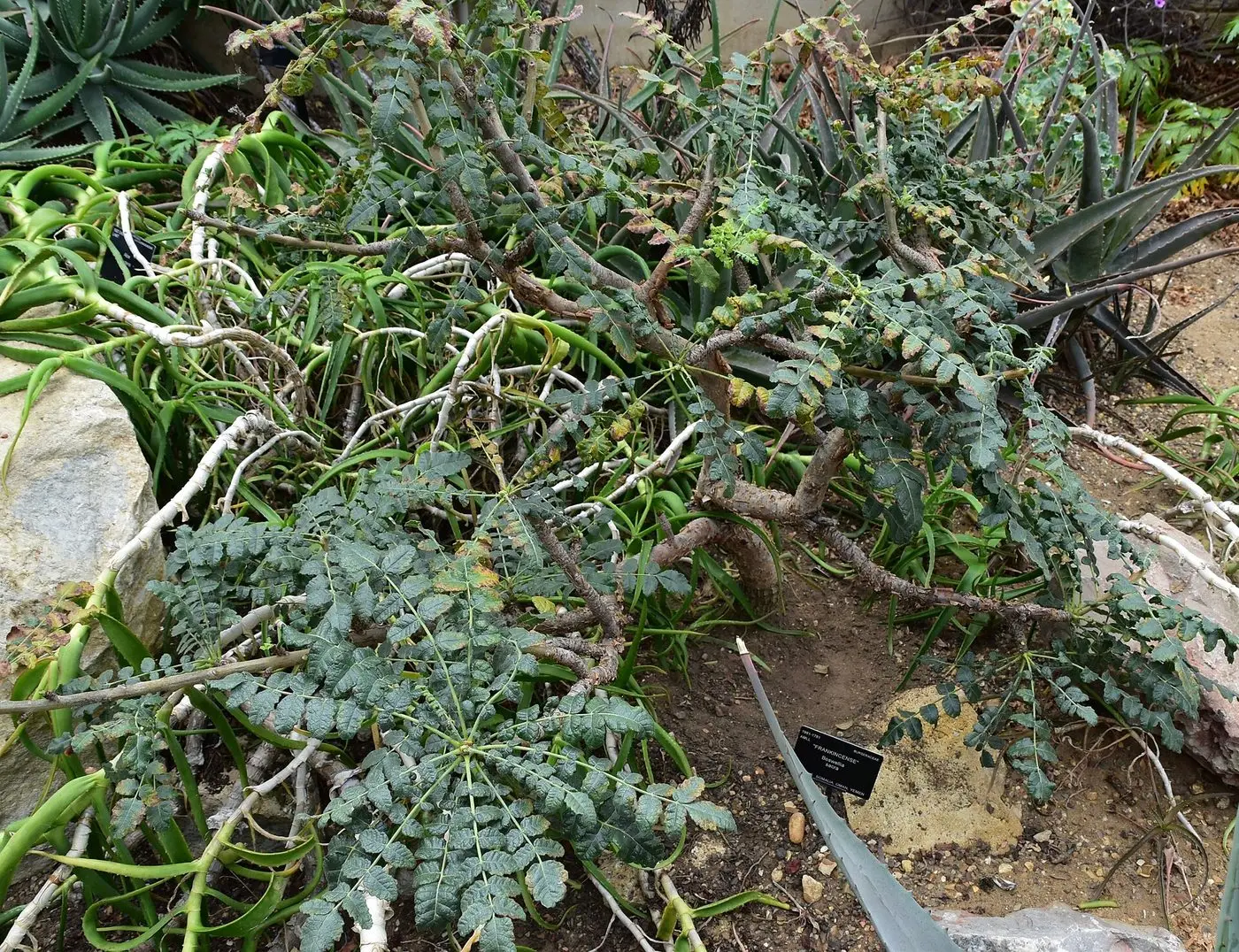 Somali Frankincense Oil — reference photograph