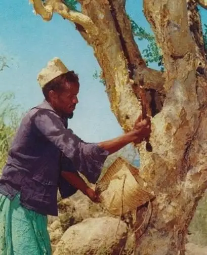 Somali man Myrrh tree