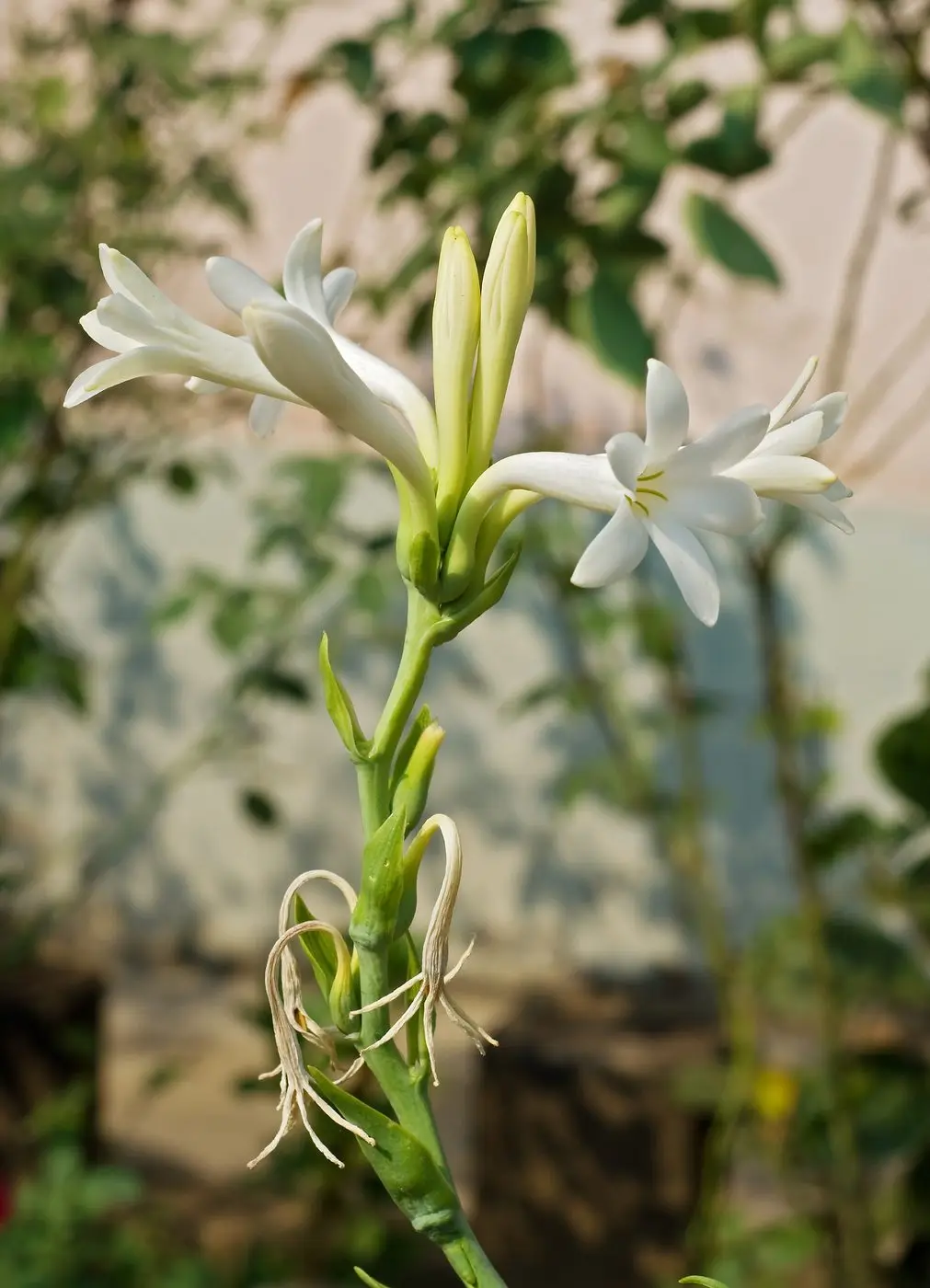 Polianthes tuberosa, Burdwan, West Bengal, India 25 10 2012
