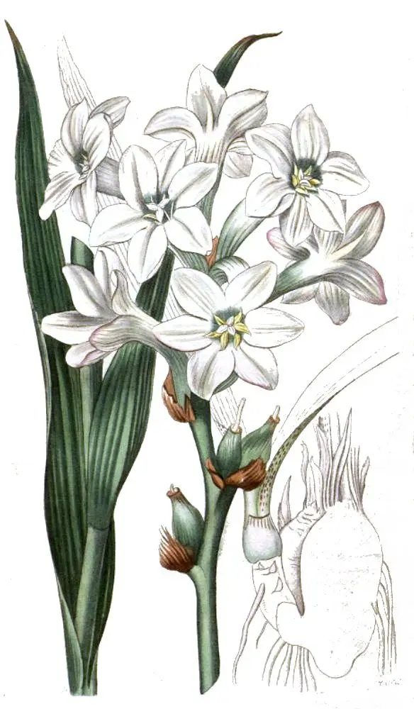Polianthes tuberosa clean