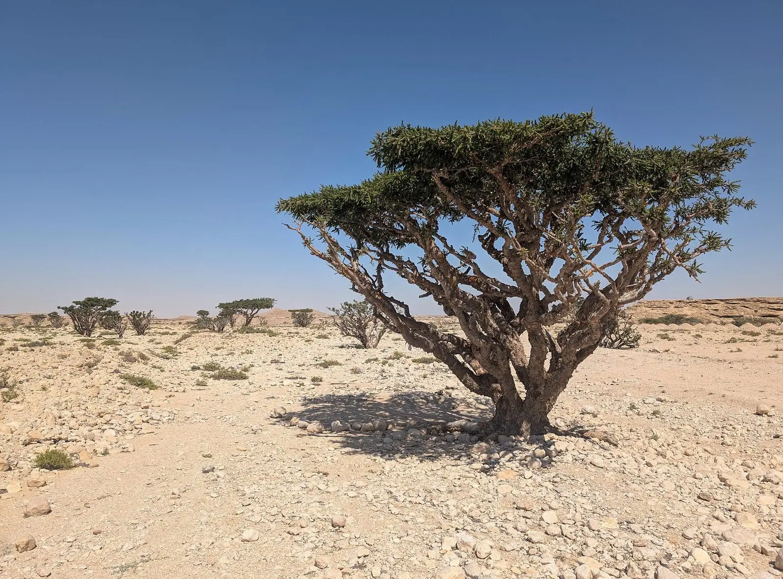 A frankincense tree (Boswellia sacra) standing alone on a stony desert plain