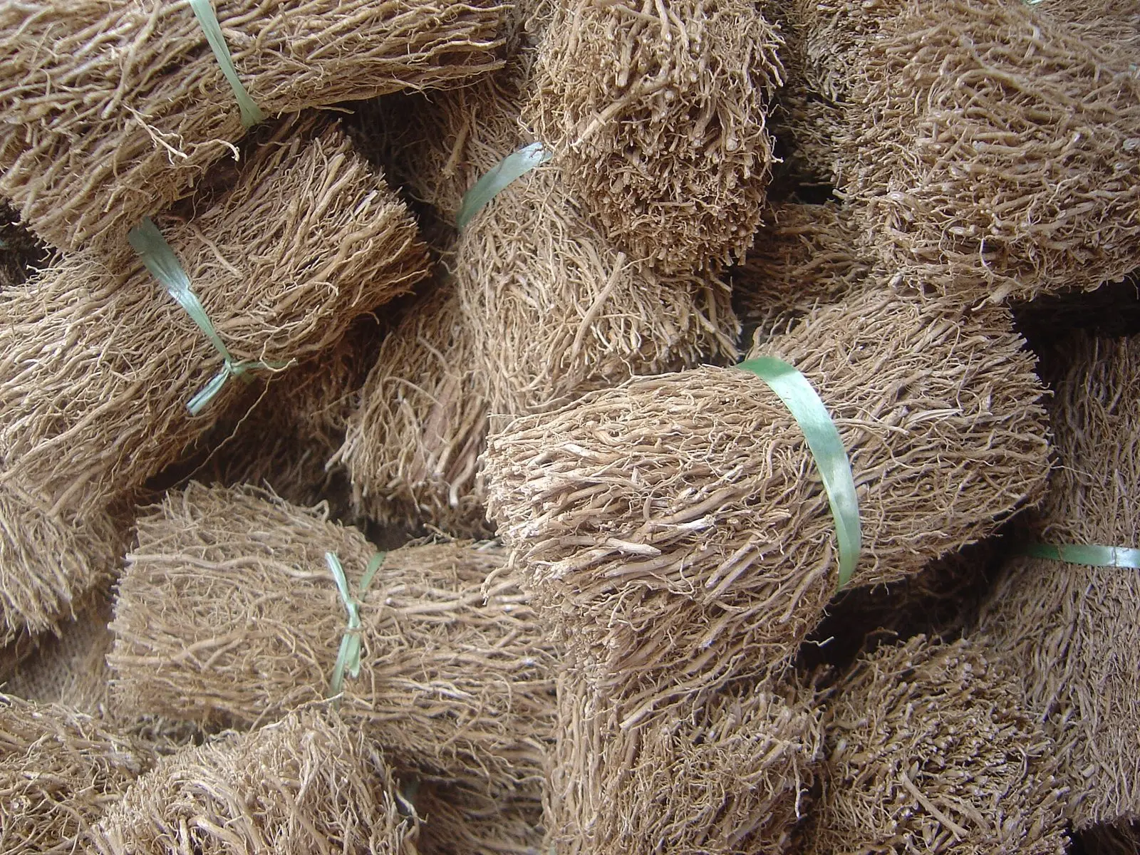 Bundled dried vetiver roots