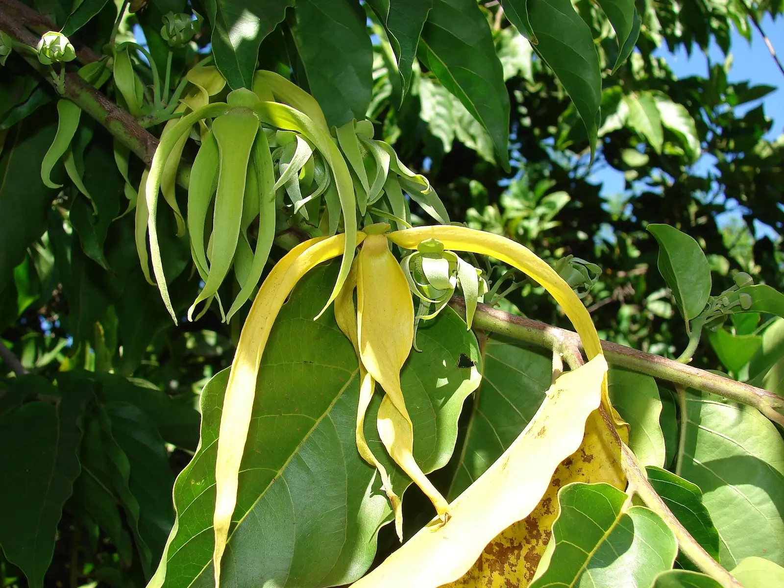 Drooping yellow-green ylang-ylang flowers among glossy leaves